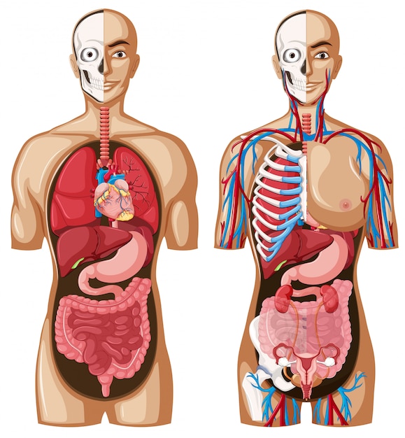 Angeli 26 – Anatomia e fisiologia